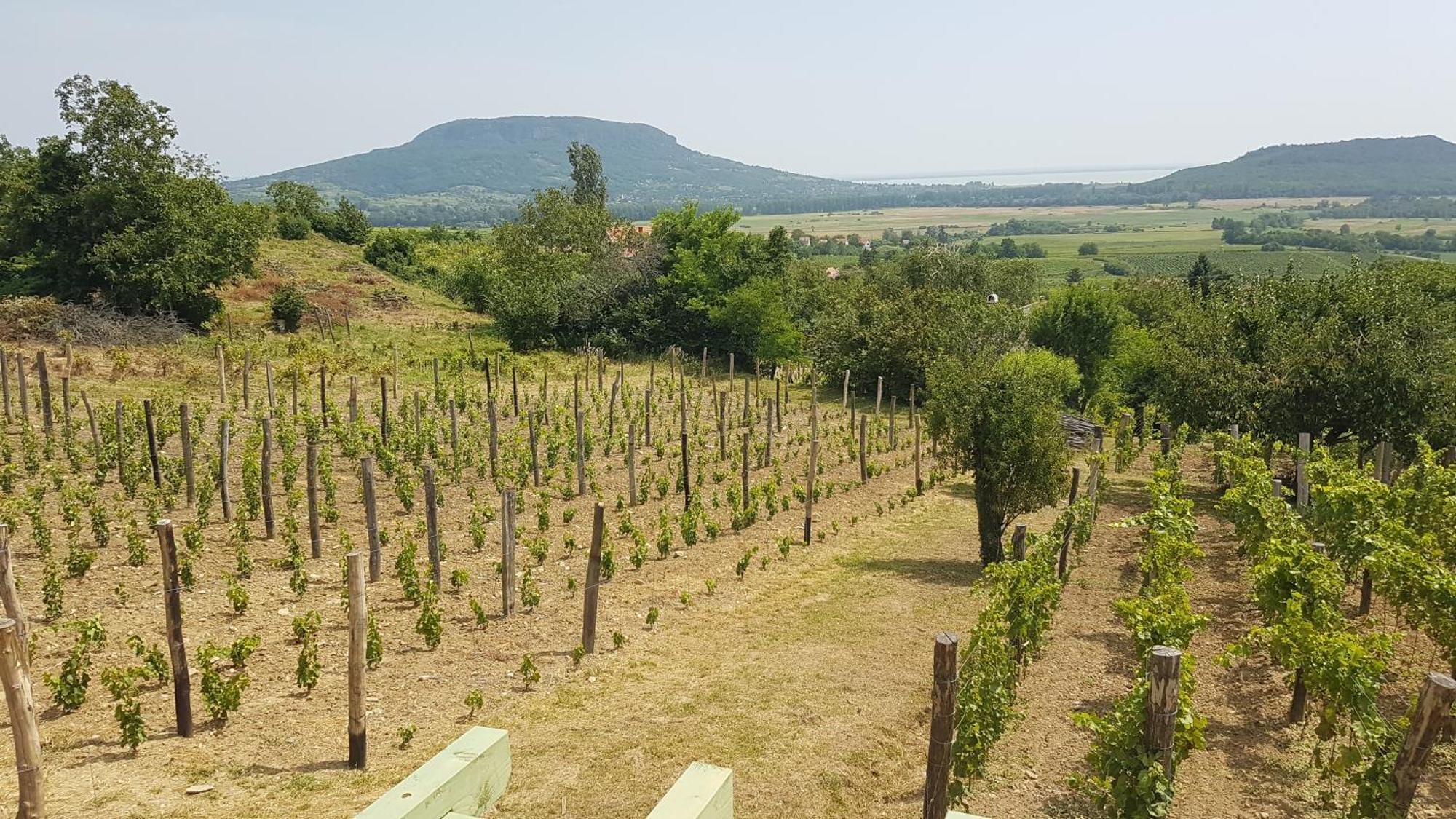 Grand Cru Vendégház Hegymagas Kültér fotó