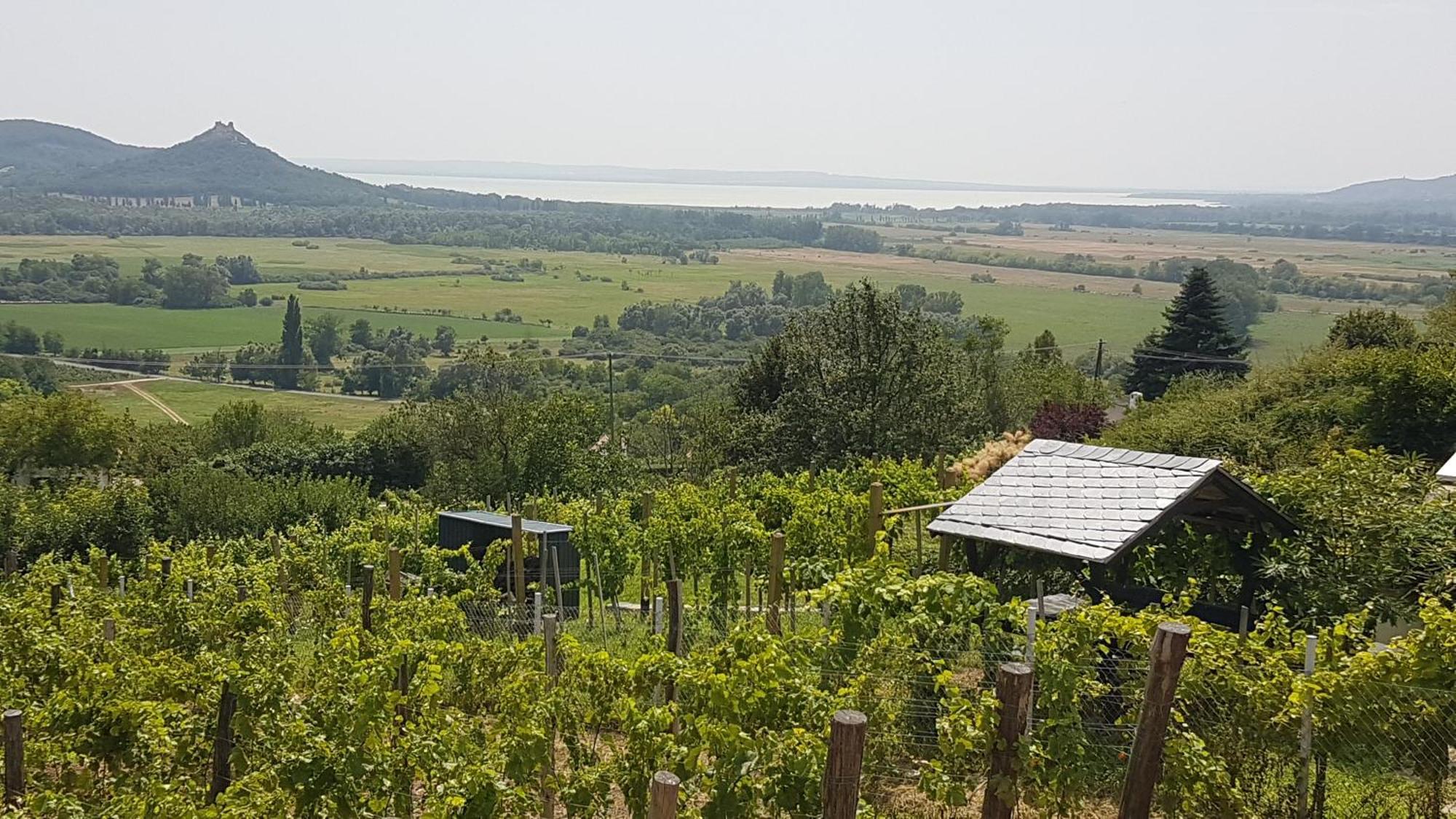 Grand Cru Vendégház Hegymagas Kültér fotó