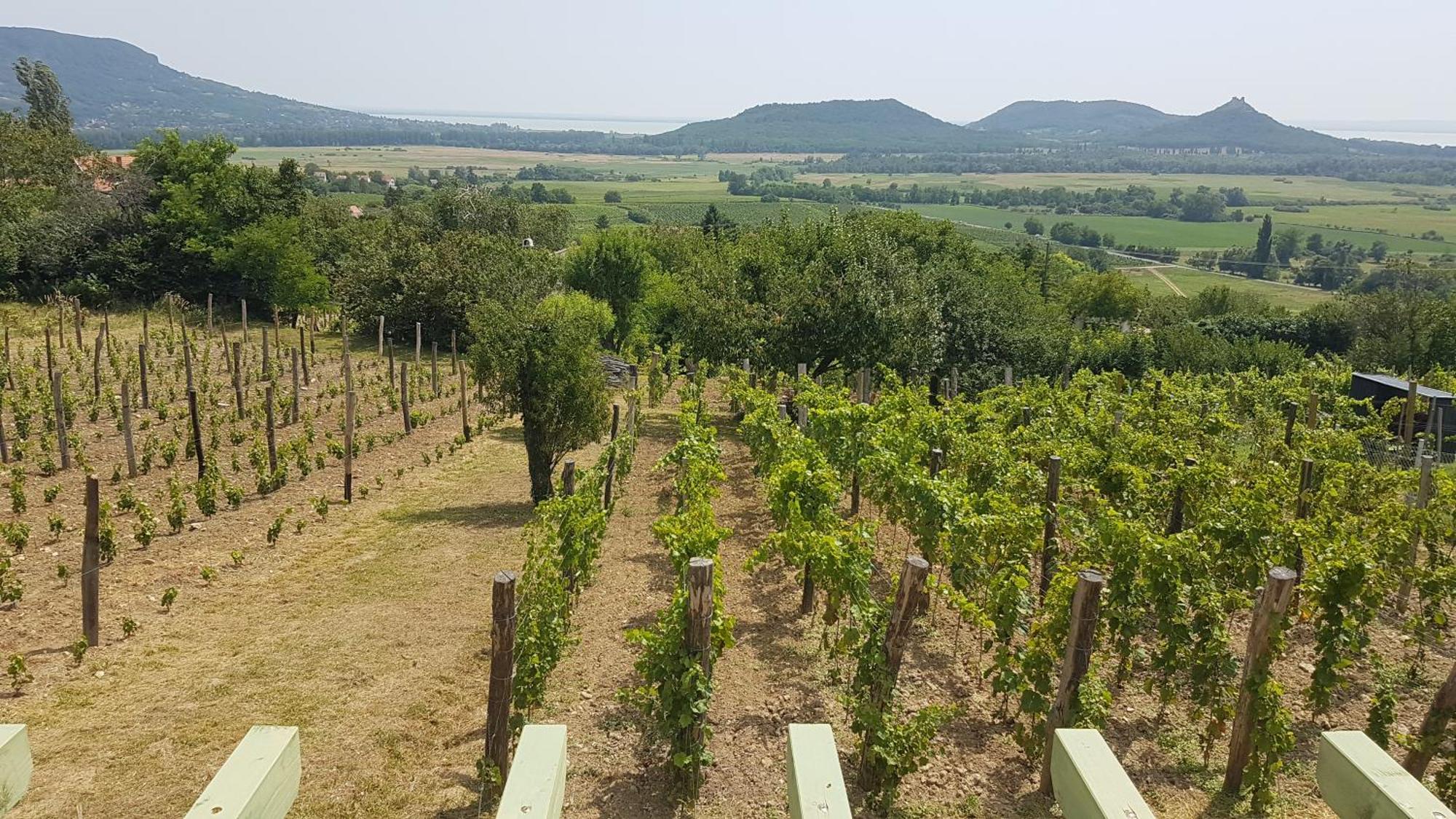 Grand Cru Vendégház Hegymagas Kültér fotó